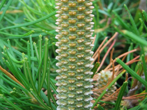 Banksia spinulosa