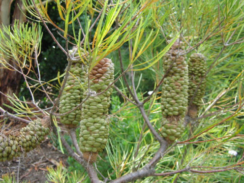 Banksia spinulosa