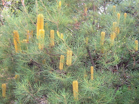 Banksia spinulosa