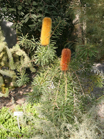 Banksia spinulosa