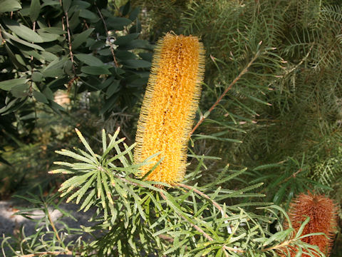 Banksia spinulosa