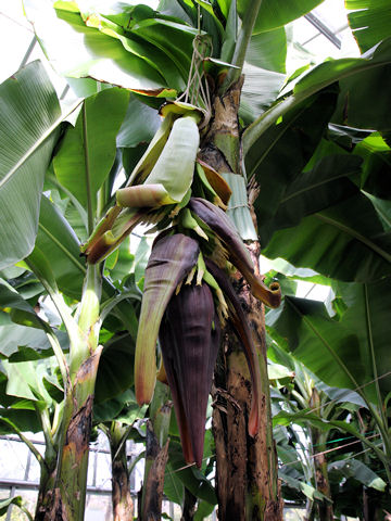 Musa acuminata cv. Williams hybrid
