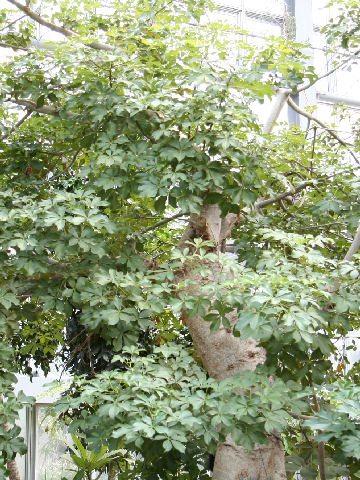 Adansonia digitata