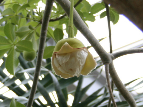 Adansonia digitata