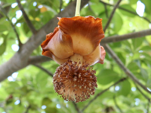 Adansonia digitata