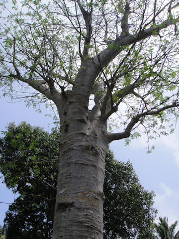 Adansonia digitata