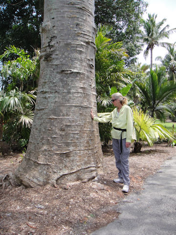 Adansonia digitata