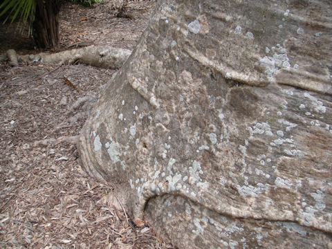 Adansonia digitata