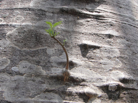 Adansonia digitata