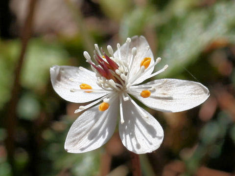 Coptis quinquefolia
