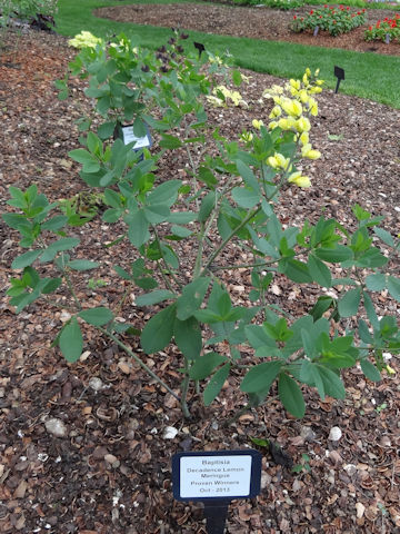 Baptisia cv. Lemon Meringue