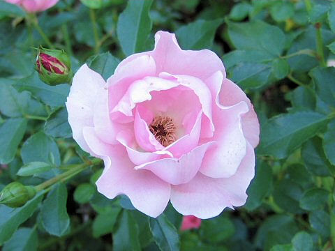 Rosa cv. Sommerwind