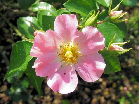 Rosa sp.