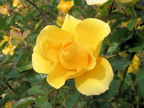 Rosa sp.