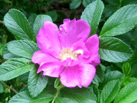 Rosa cv. Scabrosa