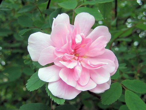 Rosa cv. Blush Boursault