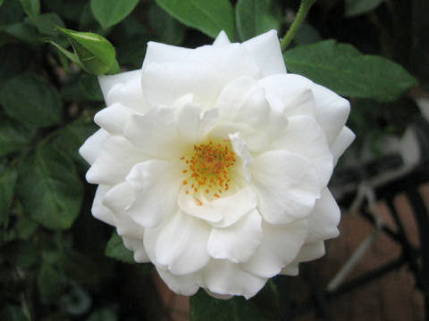 Rosa cv.