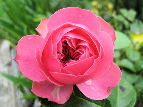 Rosa cv.