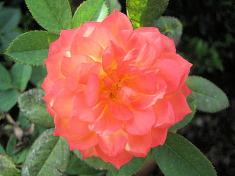 Rosa cv.