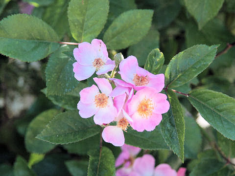 Rosa cv.