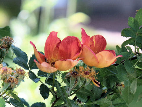 Rosa cv.