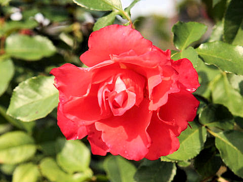 Rosa cv. Ingrid Bergman