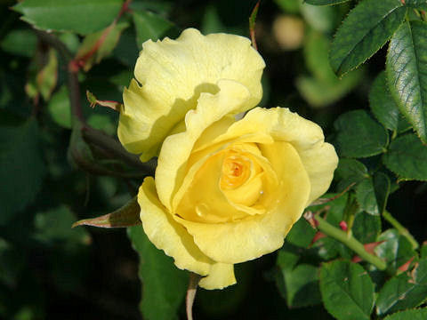 Rosa cv. McGredy's Yellow