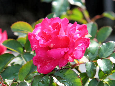 Rosa cv. Elveshorn