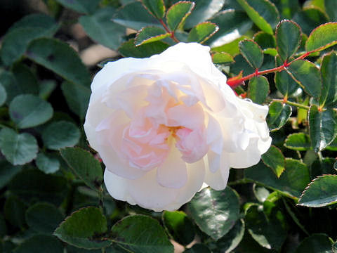 Rosa cv. Swany