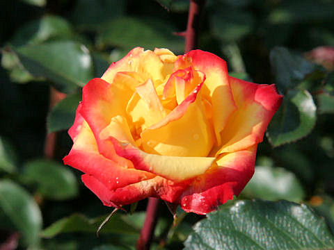 Rosa cv. Rumba
