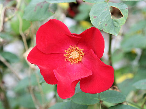 Rosa cv. Polyantha