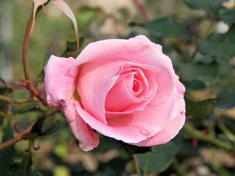 Rosa cv. Bridal Pink