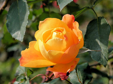 Rosa cv. Carmen