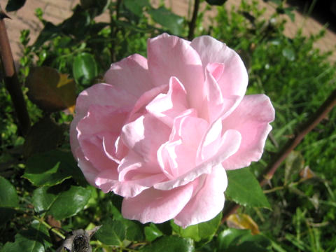 Rosa cv.