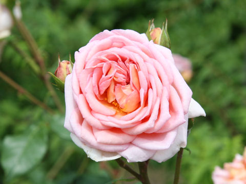 Rosa cv. Abraham Darby