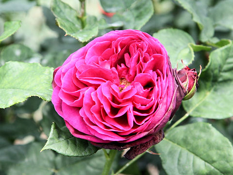 Rosa cv. Astrid Grafin von Hardenberg