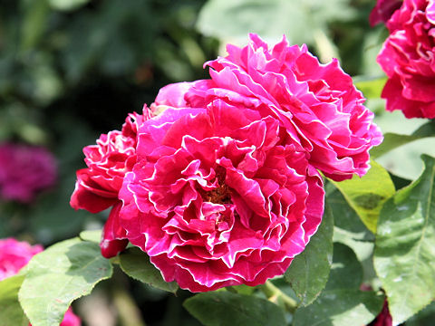 Rosa cv. Baron Girod de l'Ain