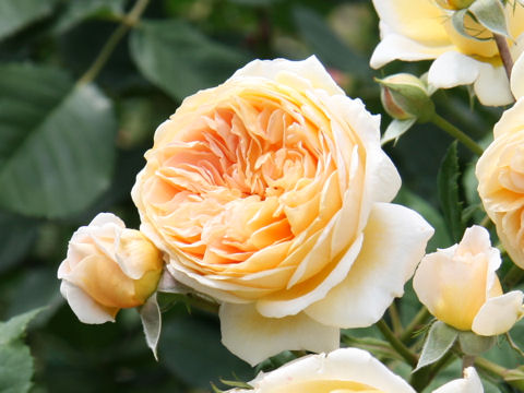 Rosa cv. Crown Princess Margareta