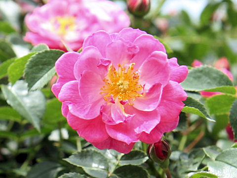 Rosa cv. Magic Meidiland