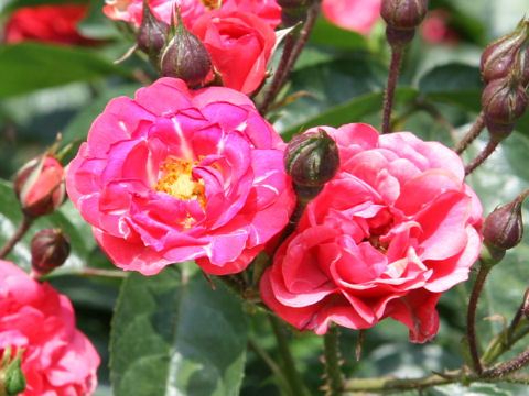 Rosa cv. Mary