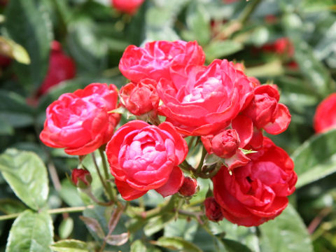 Rosa cv. Meiwonder