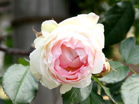 Rosa cv. Pierre de Ronsard