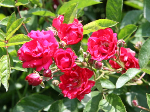 Rosa cv. Rufus