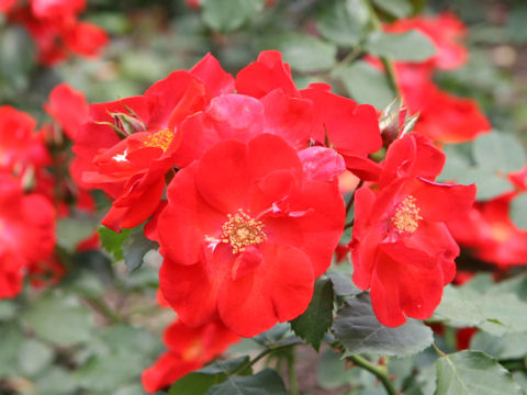 Rosa cv. Saraband