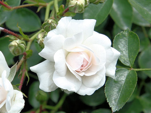 Rosa cv. Sea Foam