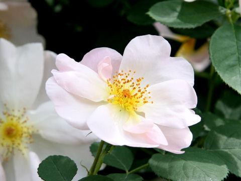 Rosa cv. Shropshire Lass