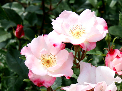 Rosa cv. Hanagasumi