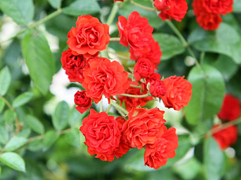 Rosa cv. Fire Glow