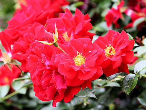 Rosa cv. Mainau Feuer