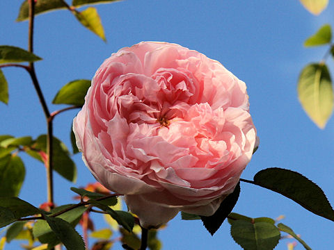 Rosa cv. Princess Masako